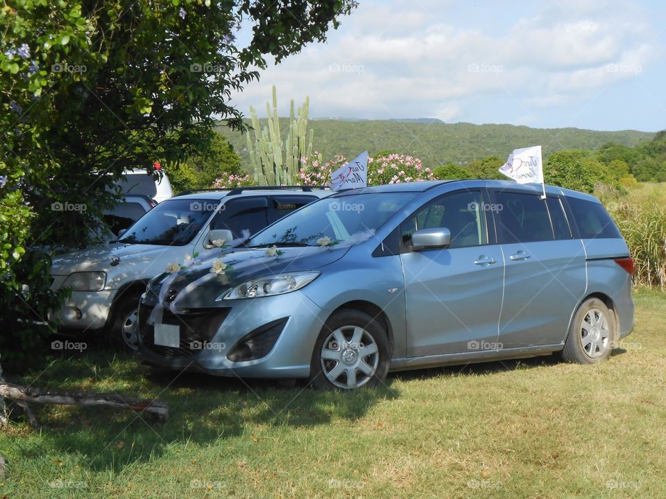 Cars Parked Under Trees