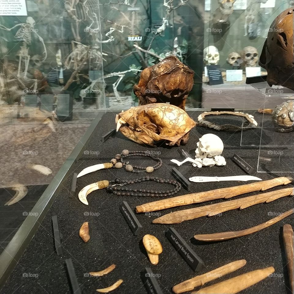 skeleton museum