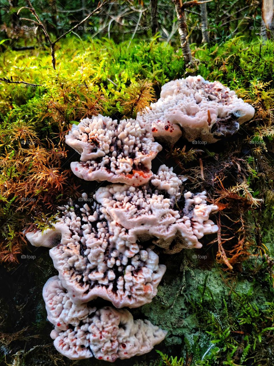 Funky Mushrooms in Yukon Canada