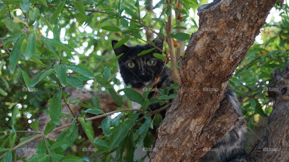 Cat#tree#leaves#nature#wild