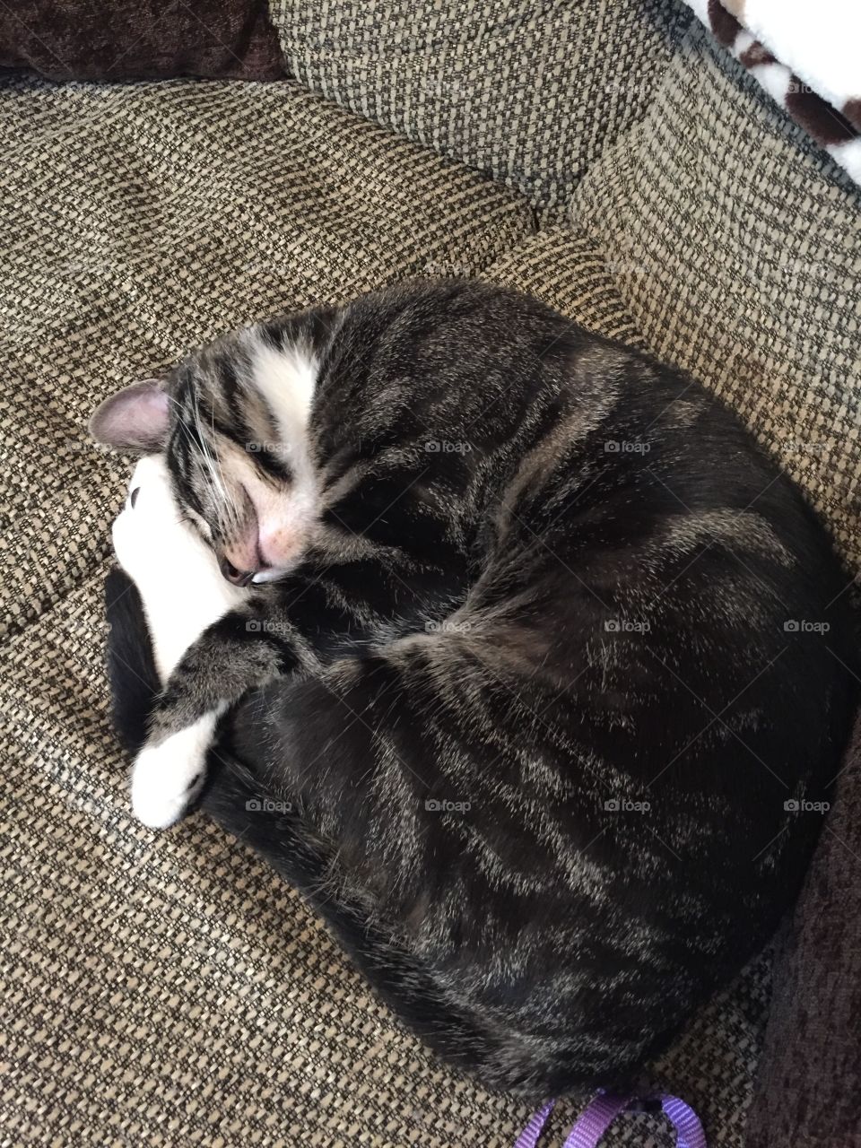 Sleeping Cat 