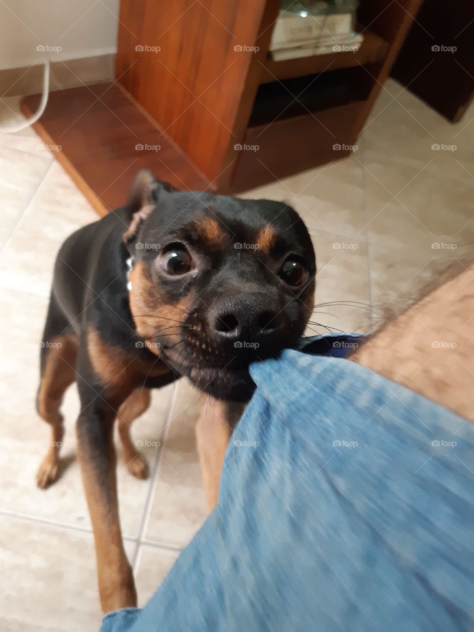 Dog forces owner to play with him - Cachorro obriga seu dono a brincar com ele. 
That moment that hice asks and nobody cares - Aquele momento que você pede e ninguém liga.