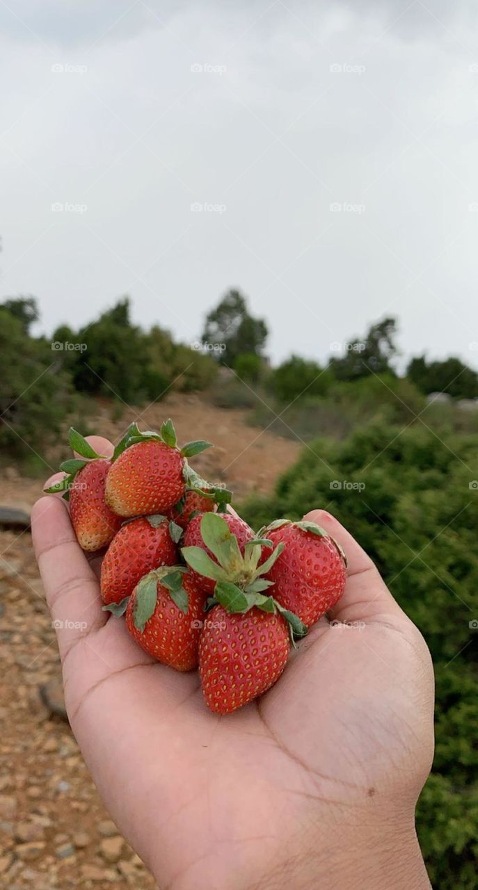 ‏Seasonal strawberry in the city of Abha 🇸🇦