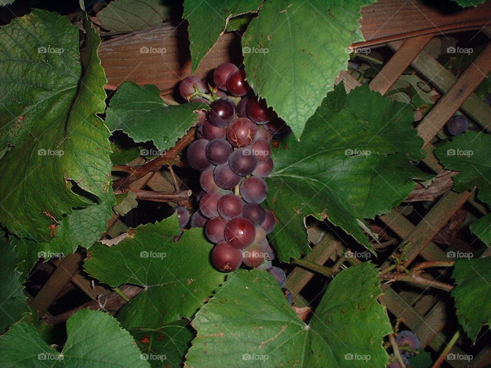 grapes close up