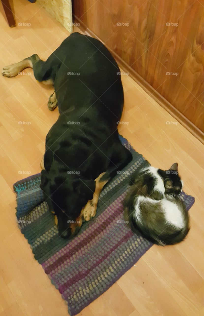 Friendship dog and cat