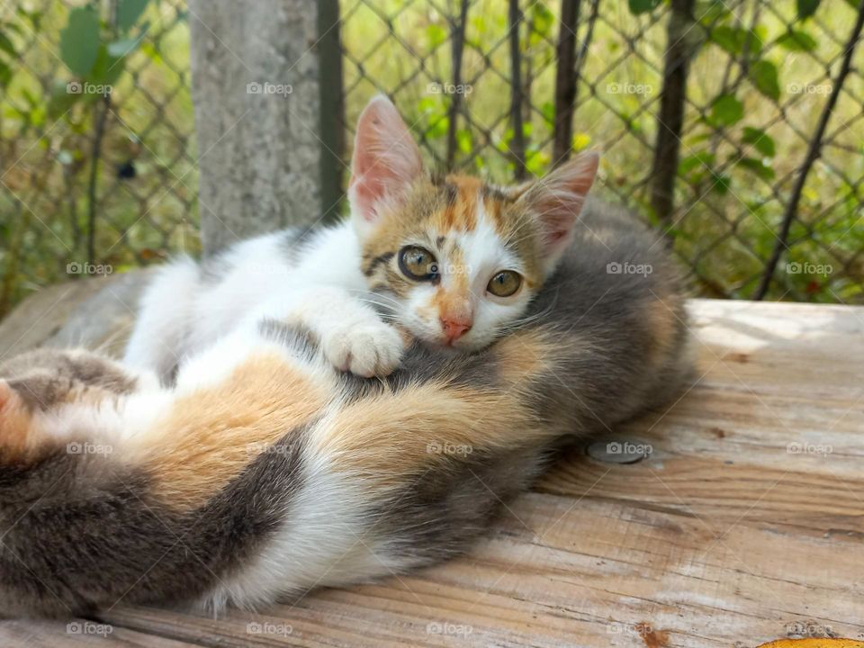 gray kitten lies on its mother.