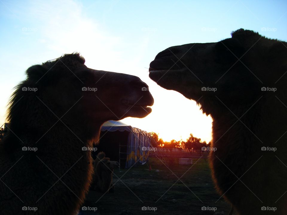 two camels affected by the last rays of the sun during sunset