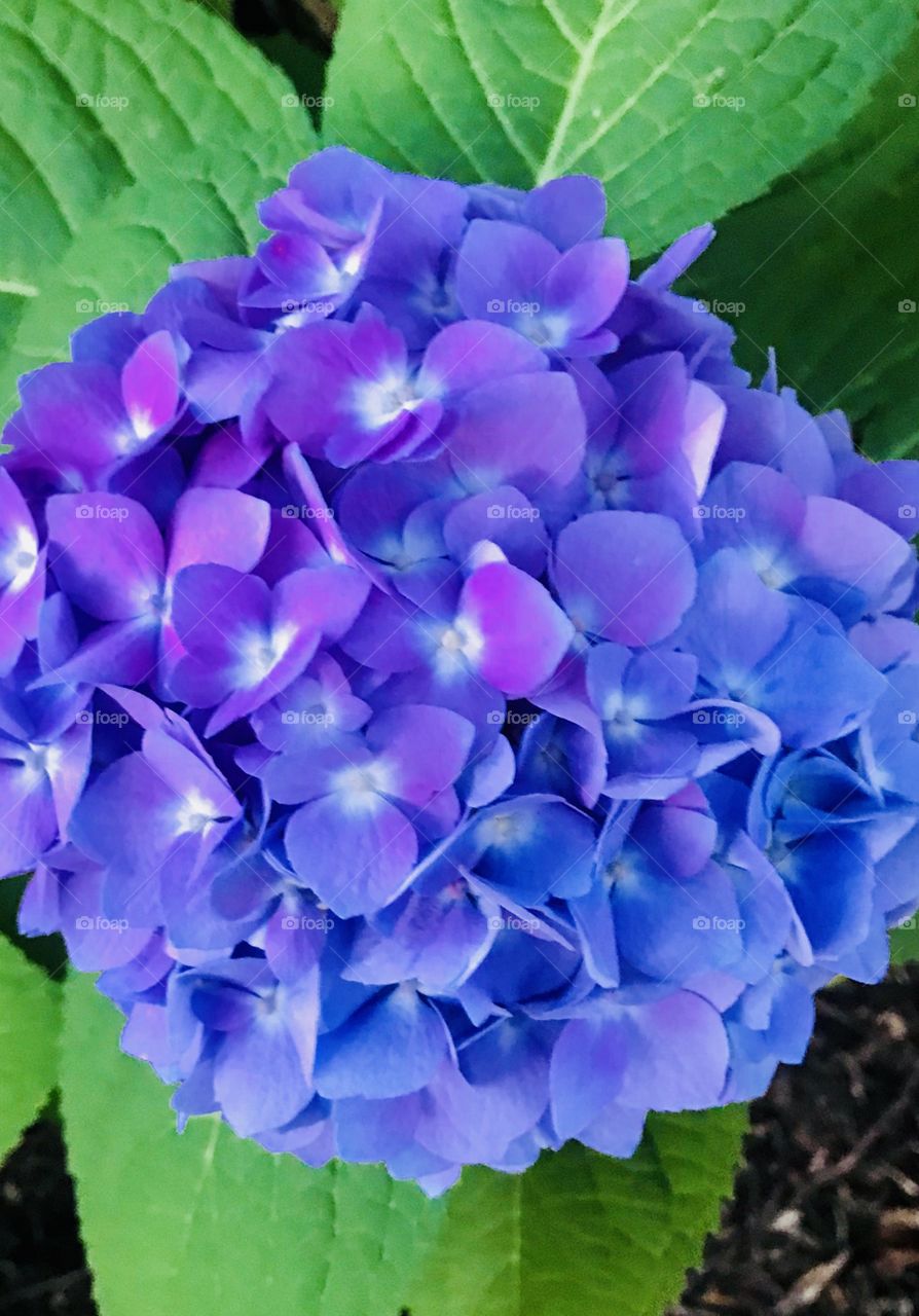 Hydrangea Blue and Purple in Garden