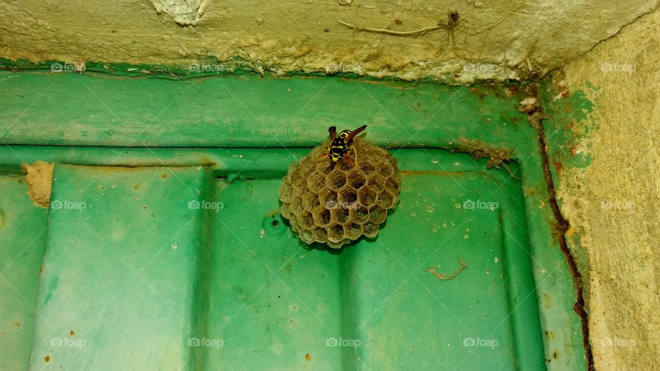 the bee making a hive
