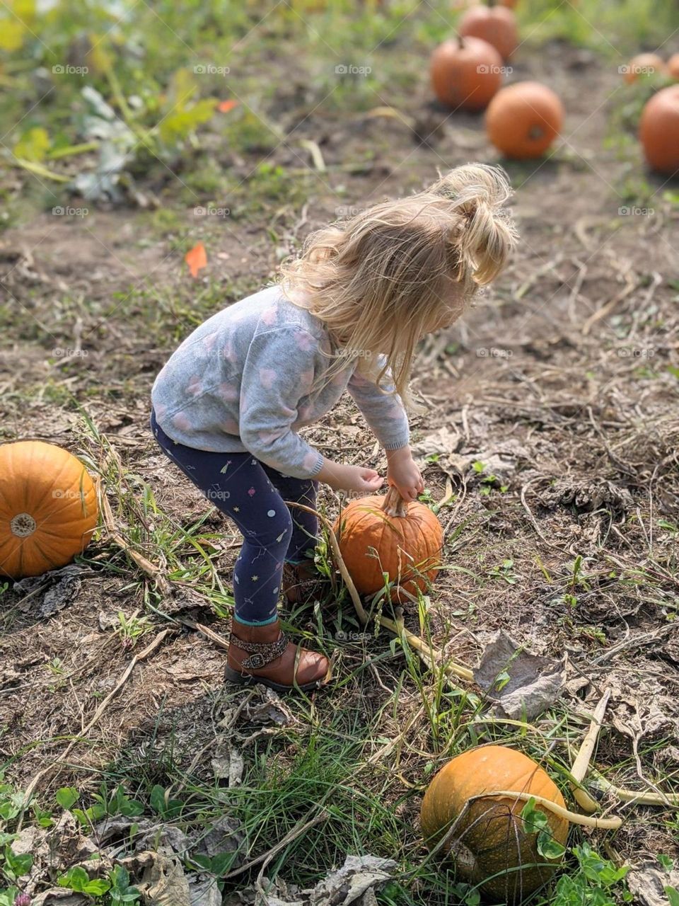 child picking out her fall pumpkin, toddler girl dressed for fall at the pumpkin patch, fall apple orchard trip