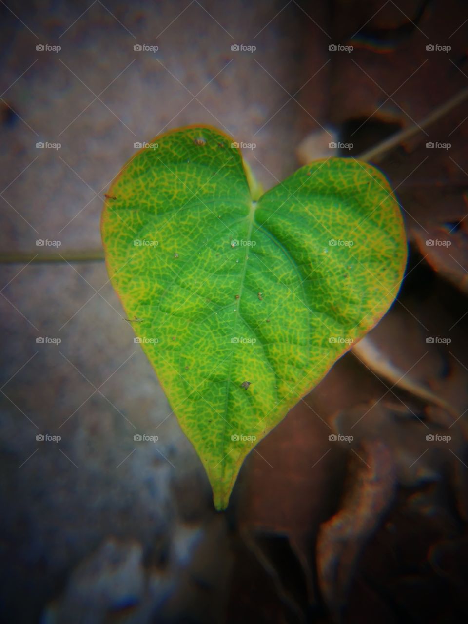 leaf love nature Valentine's