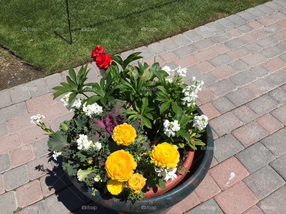 Flowers. Copyright © CM Photography. May 2019. 