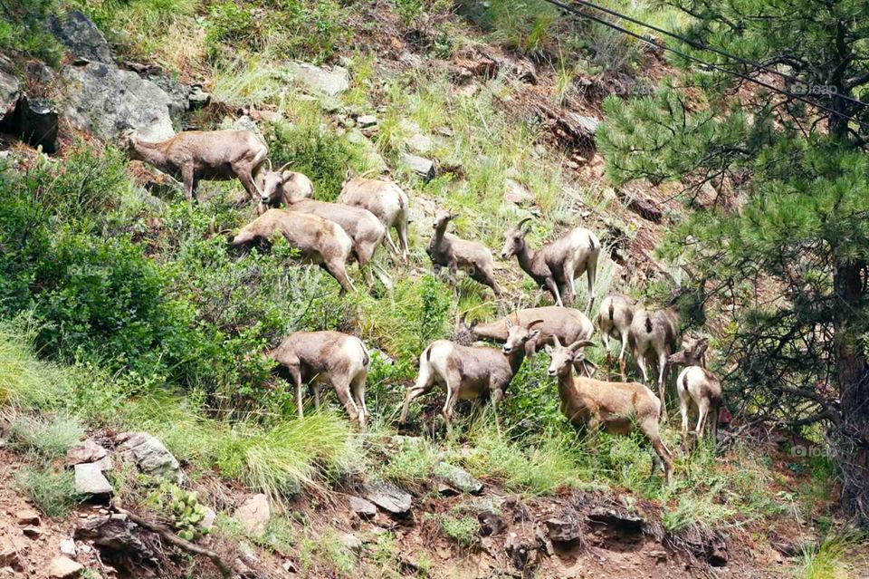 Big Horn sheep Rocky Mountain National Park