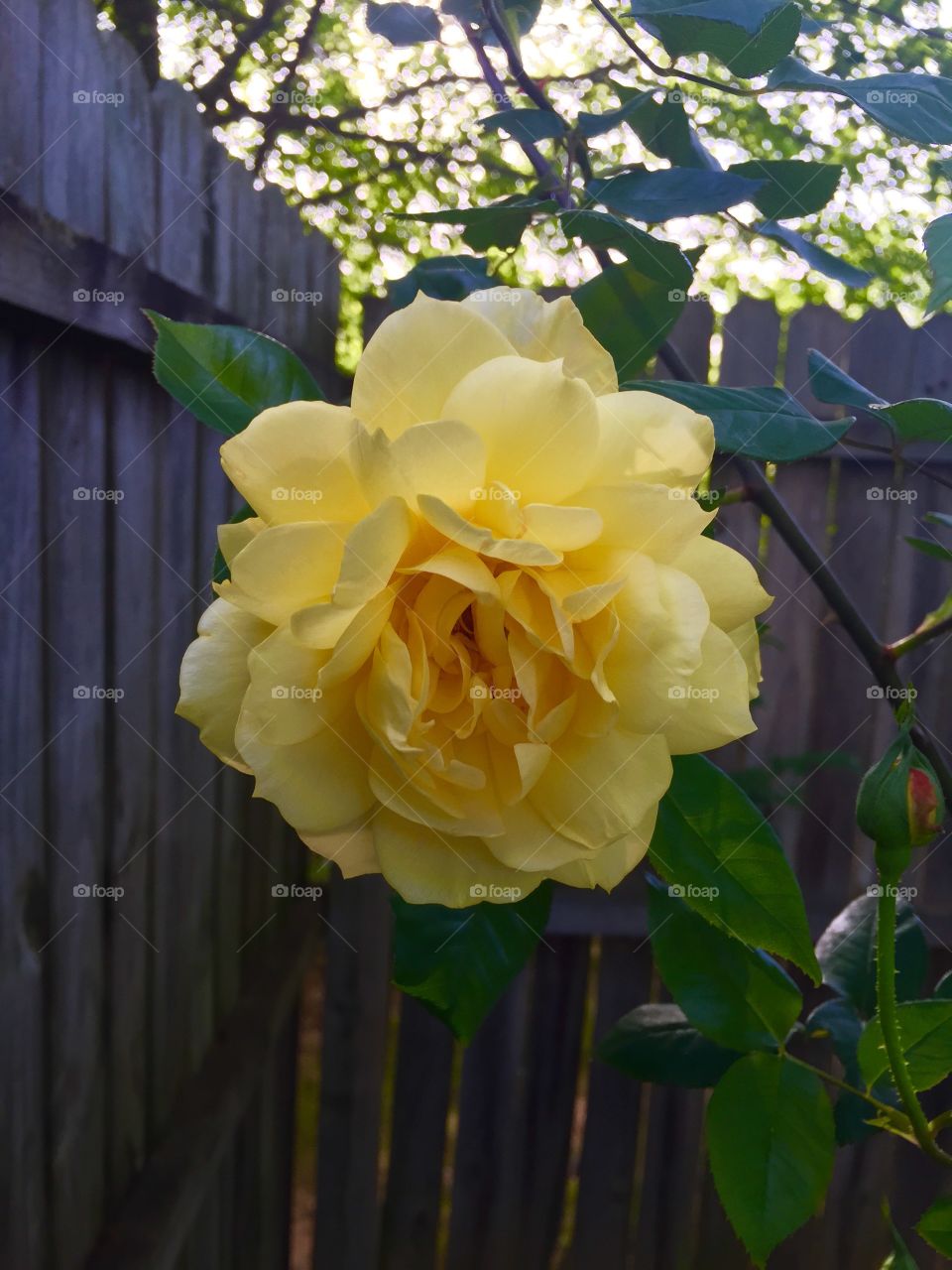 Beautiful yellow rose with wood fence as backdrop and tree.