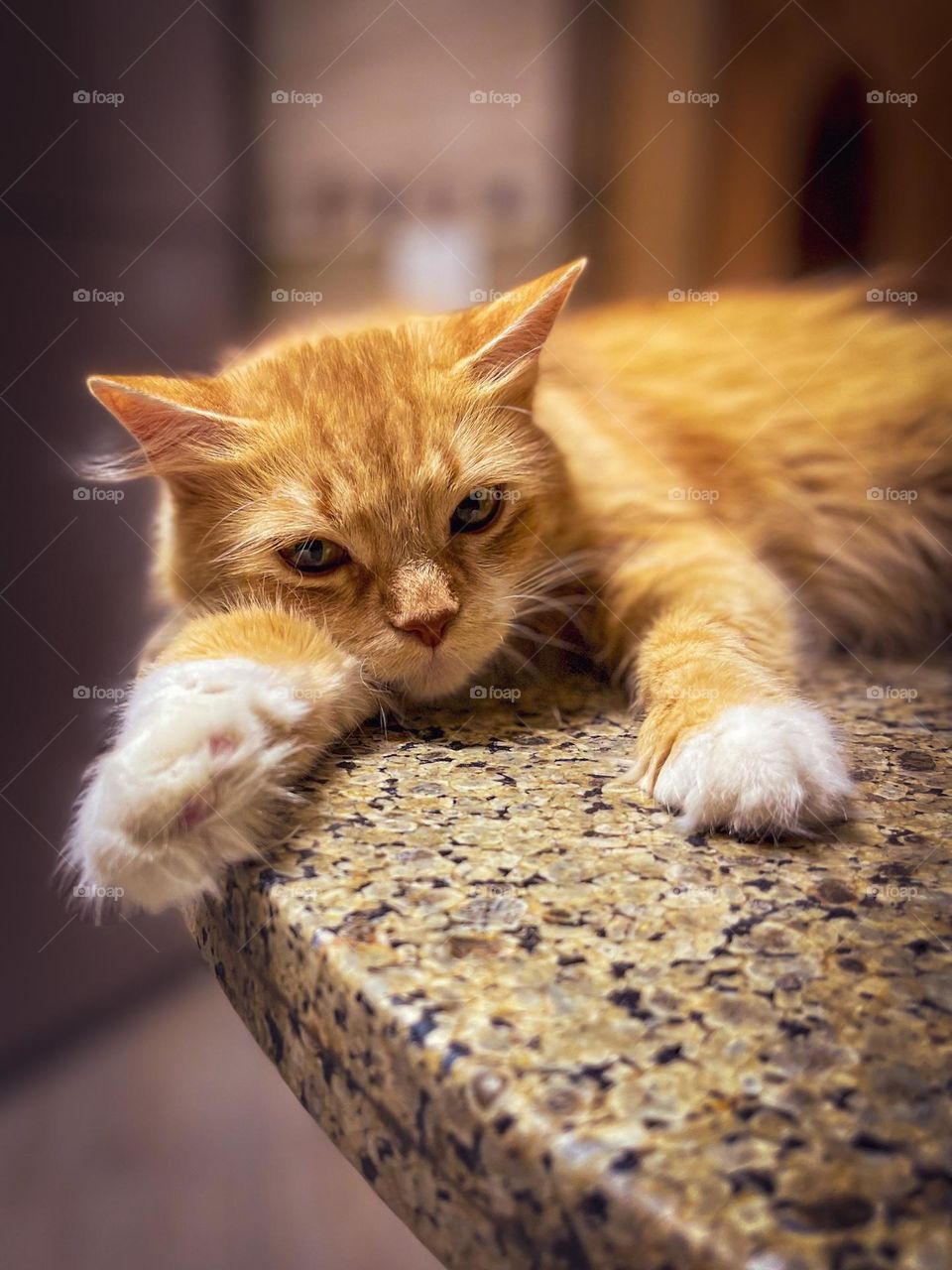 Lazy kitten with a golden coat, resting on a marble table. 