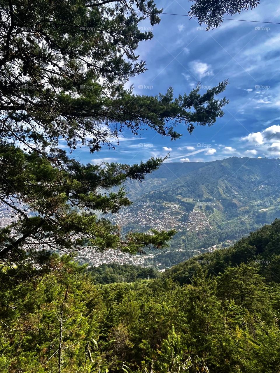 The magic view exploring the forest