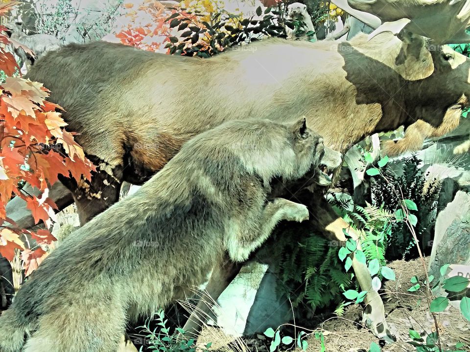 wolf pack eating elk