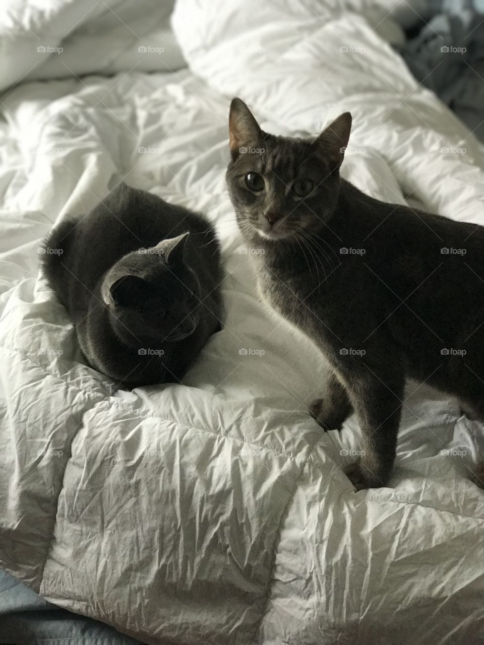 Cats on the bed 