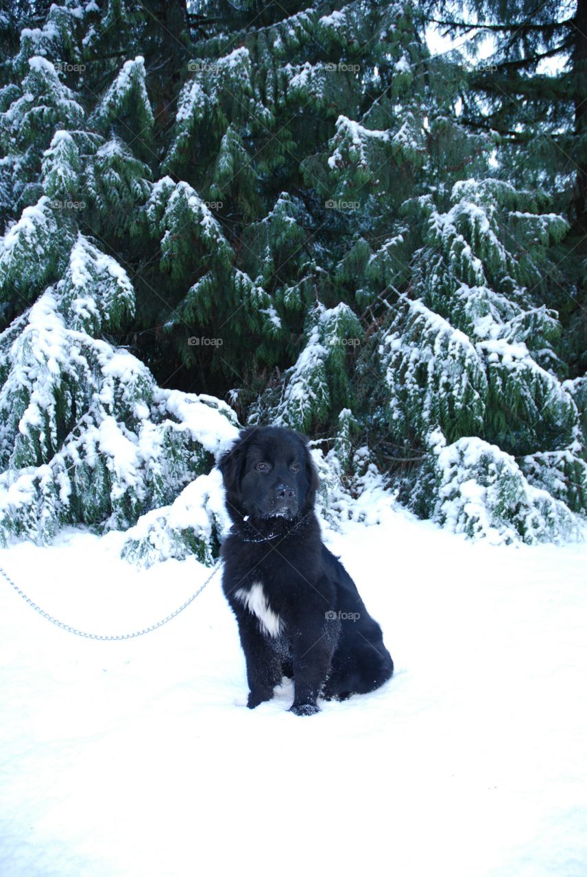 Puppy sitting in the snow looking off into the distance, in front of a tree. Cute and Regal Looking.