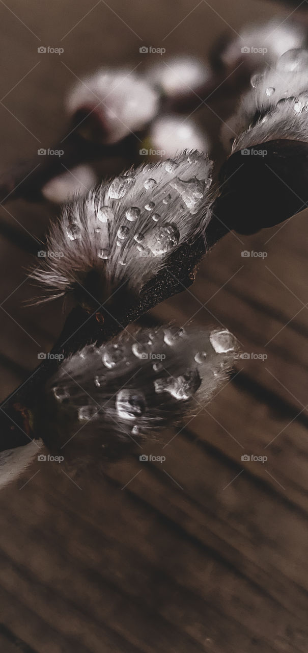 Nature, No Person, Monochrome, Winter, Portrait