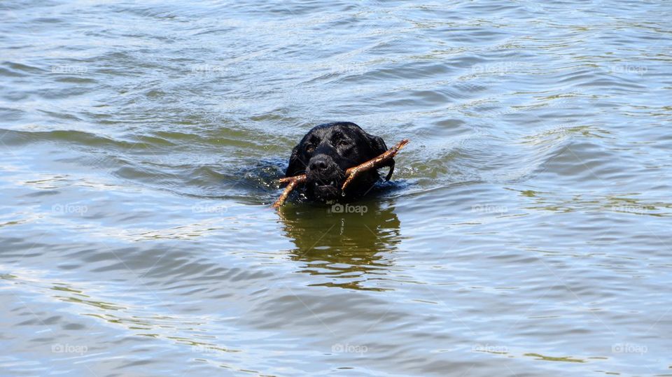 Labrador