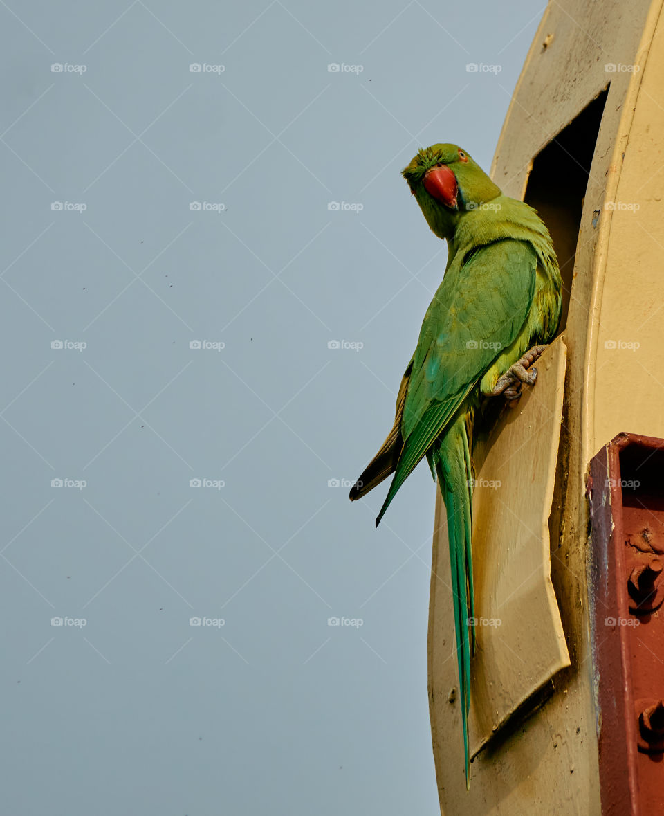 Bird photography  -  Indian  parrot  - Nesting behavior