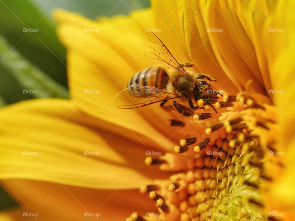 Honey bee searching for nectar