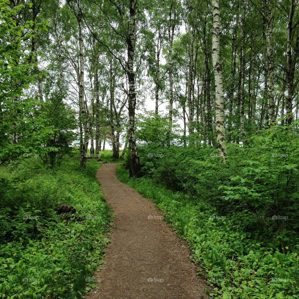 A walk in the wood. 