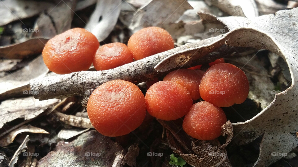 Native Bushland Victoria Fungi