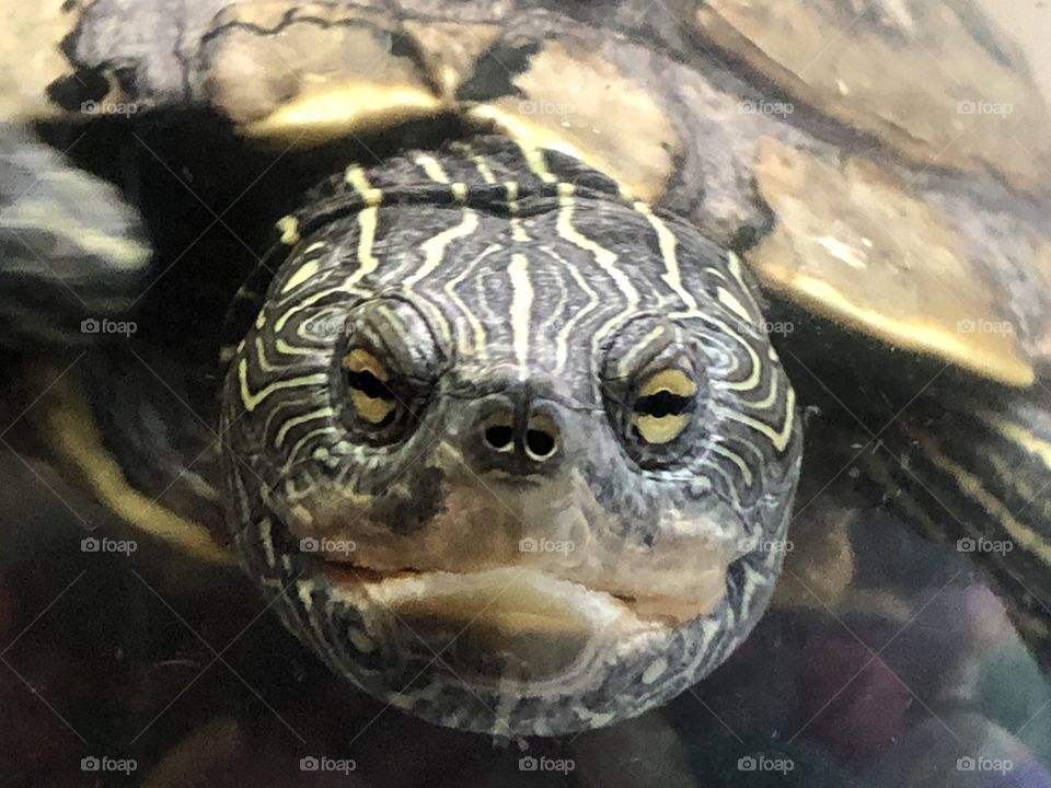 Map turtle named tamara splash