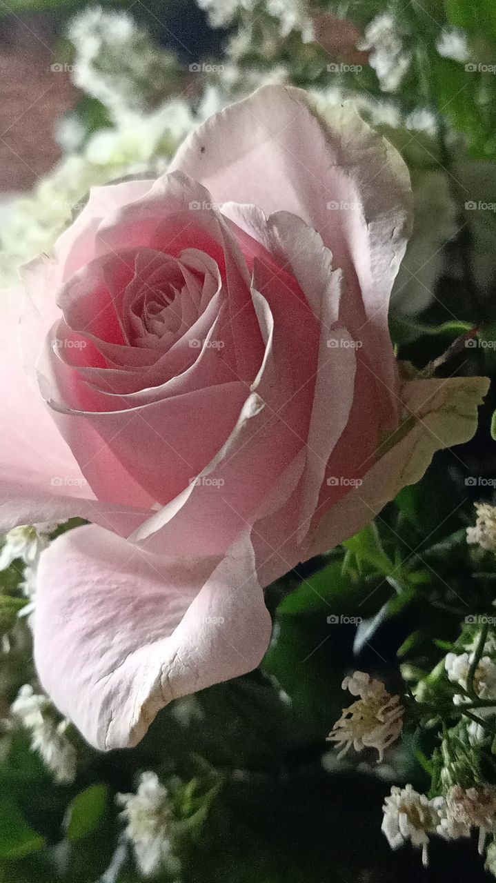 soft pink rose