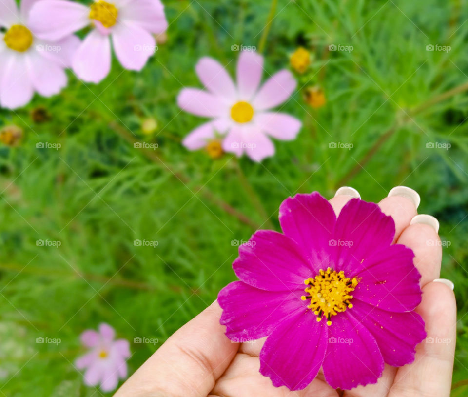 Pink flower in my hand