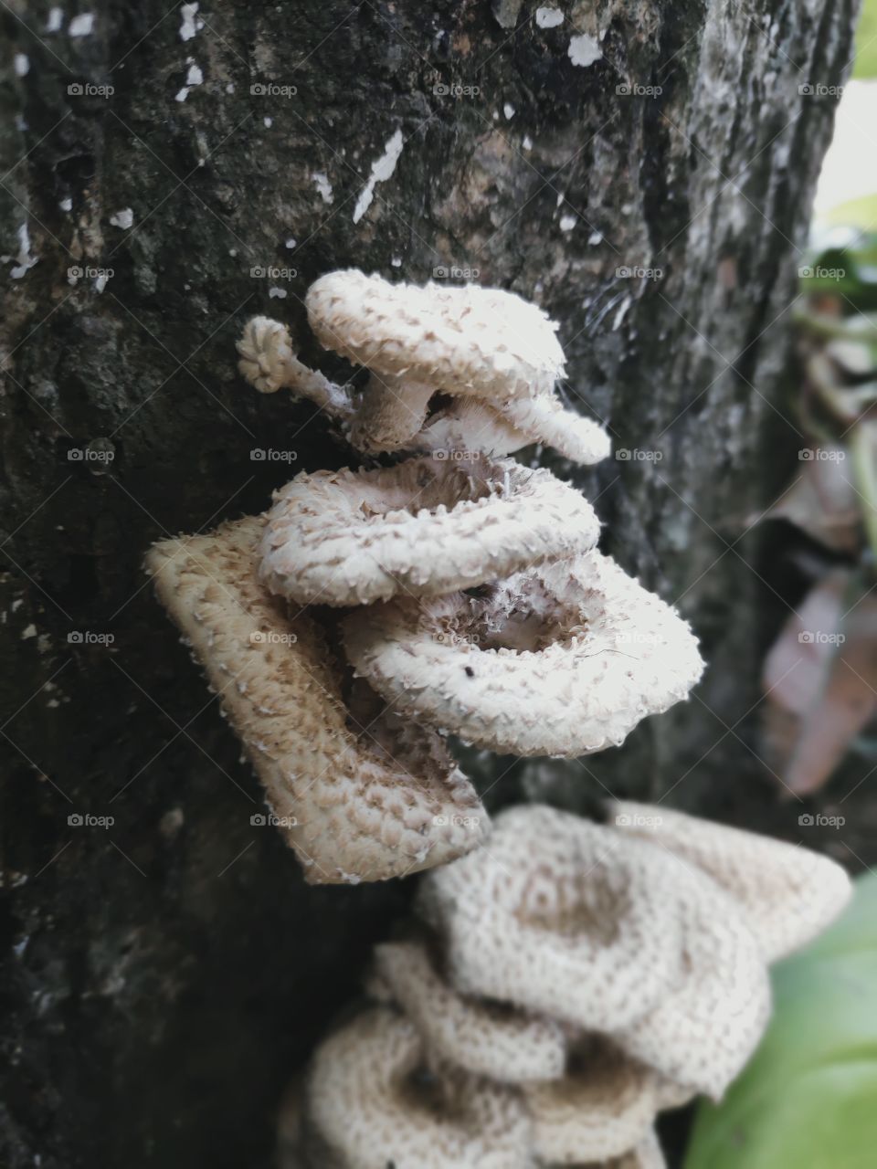 Mushrooms on an old wood stock