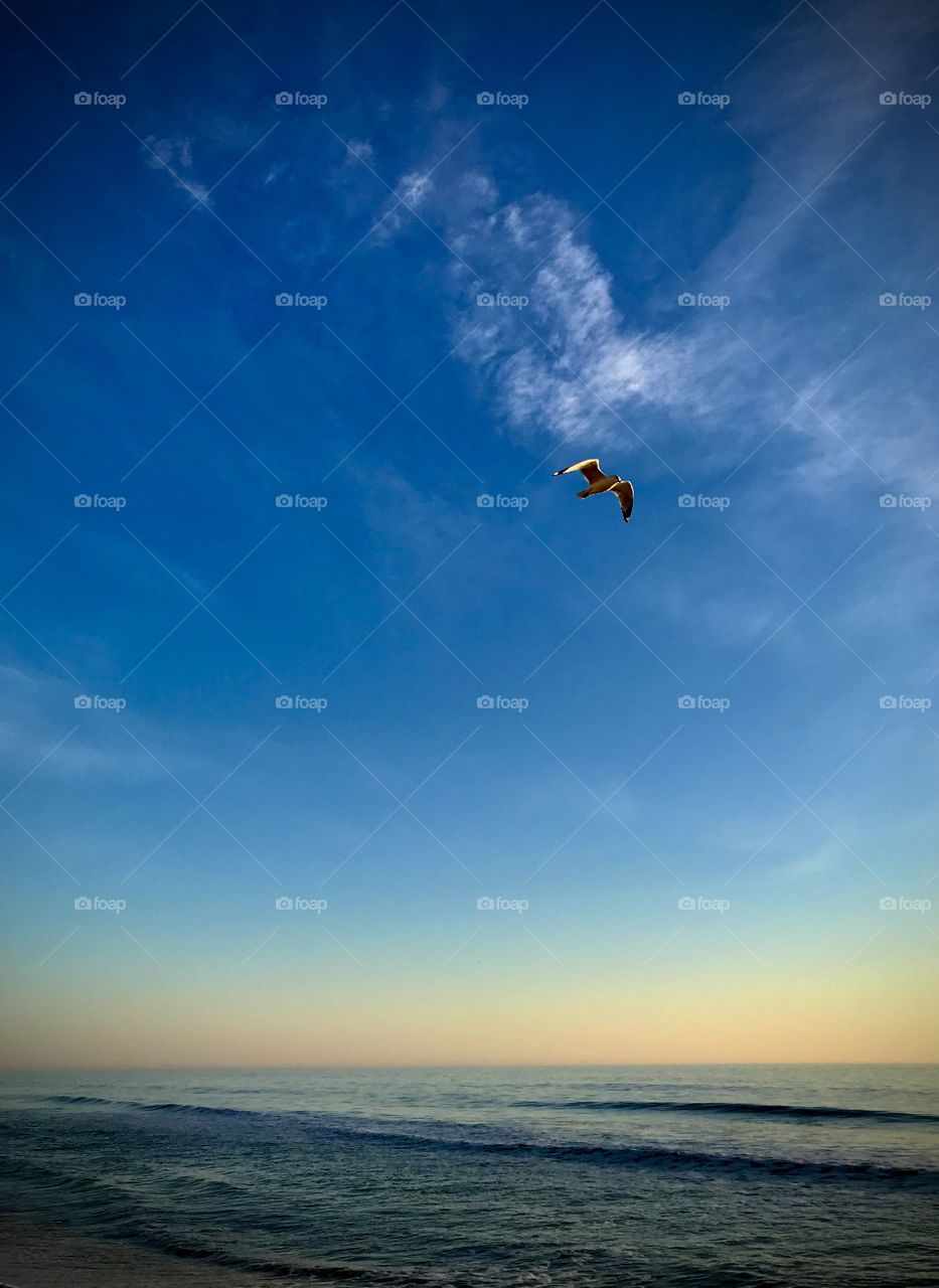 Seagull on its morning flight over the ocean 
