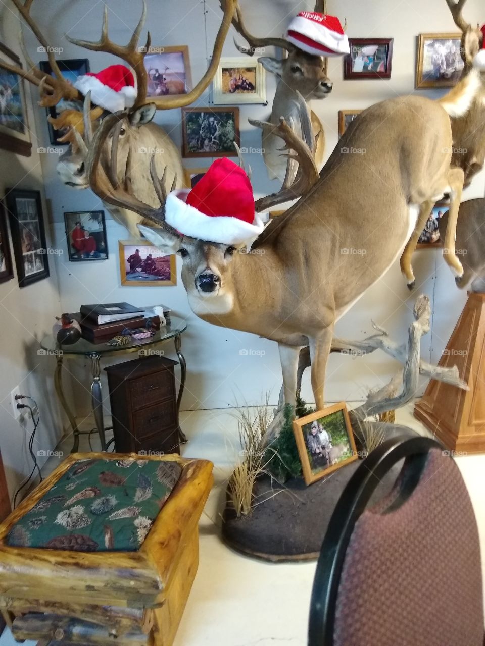 211" Whitetail deer mount with Christmas hat Picture taken with Motorola G6 phone