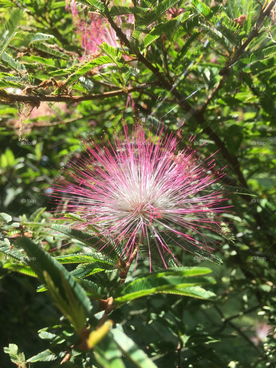 Wonderful flowers to make the day more beautiful.  Long live the beauty of nature! / Flores maravilhosas para deixar o dia mais bonito. Viva a beleza da natureza! 