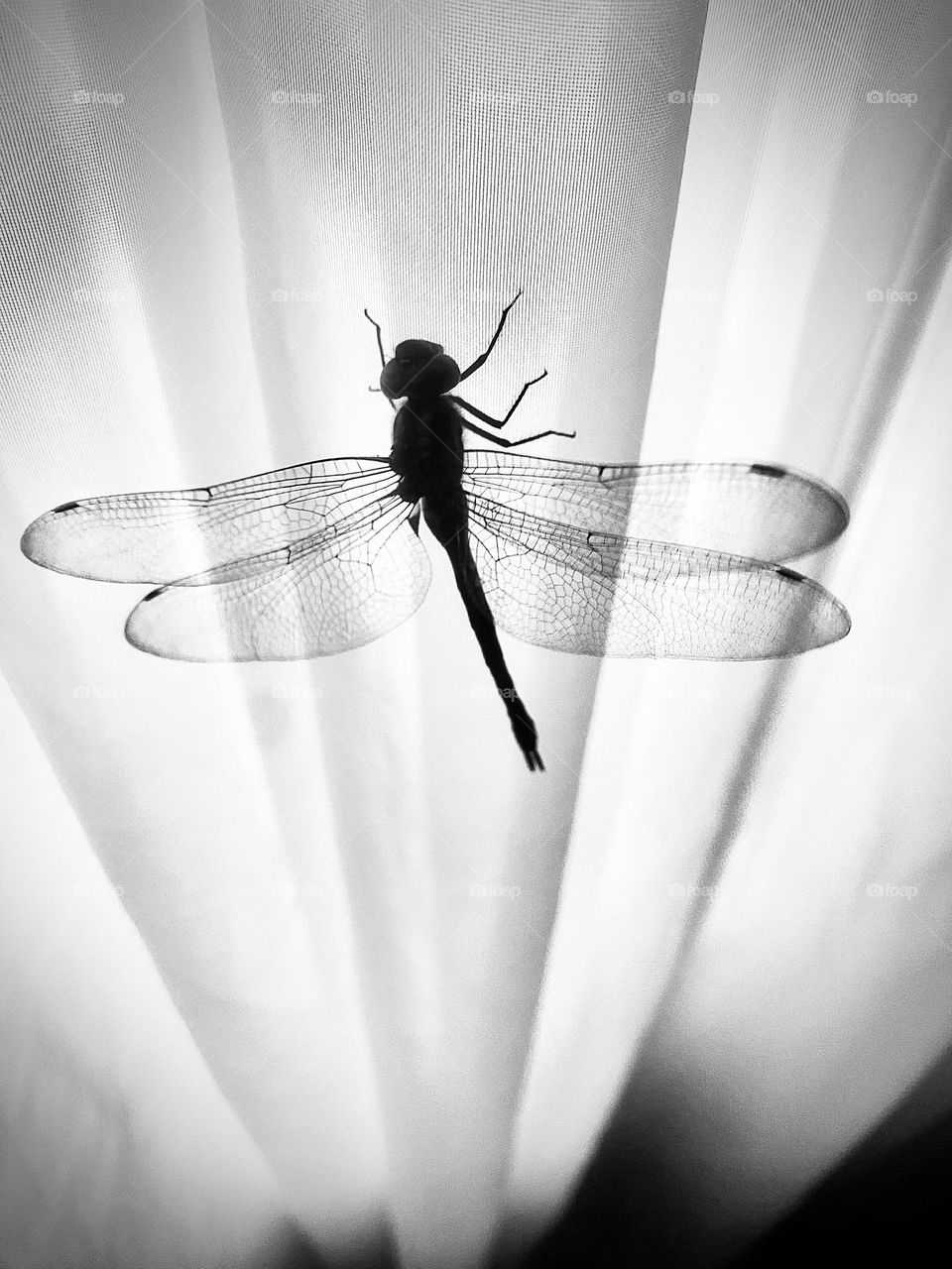 Beautiful Dragonfly