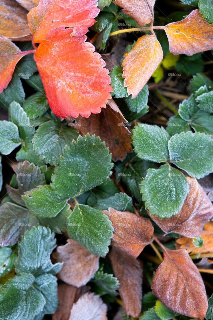 frozen leaves