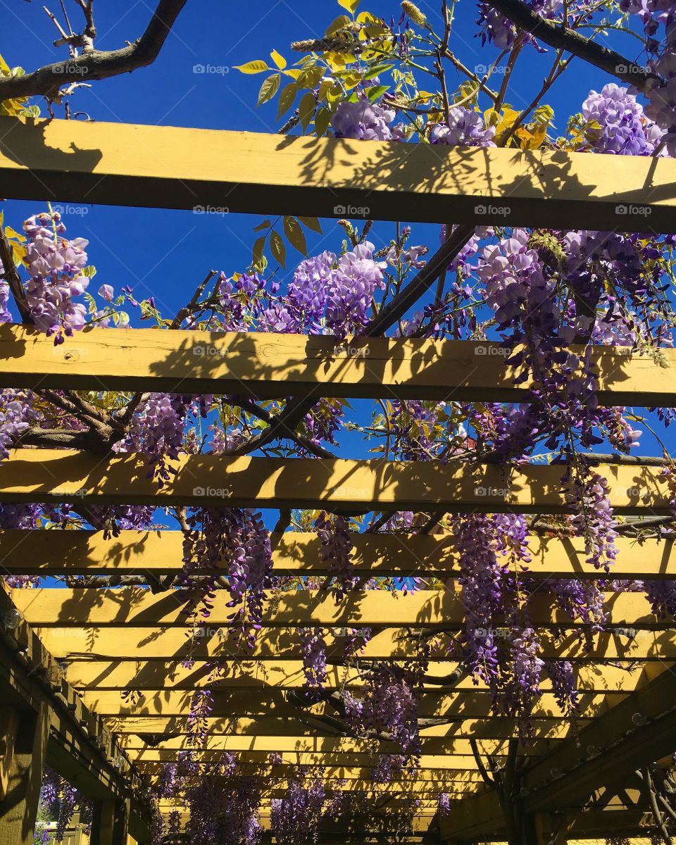 Hanging wisteria flowers