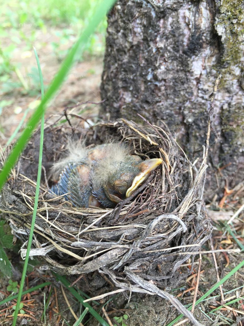 Baby bird . Baby Bird