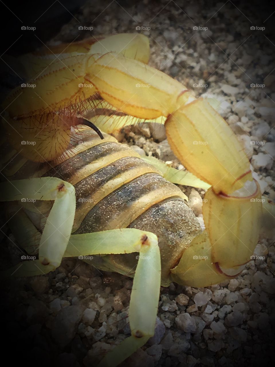 Scorpion venom stinger 