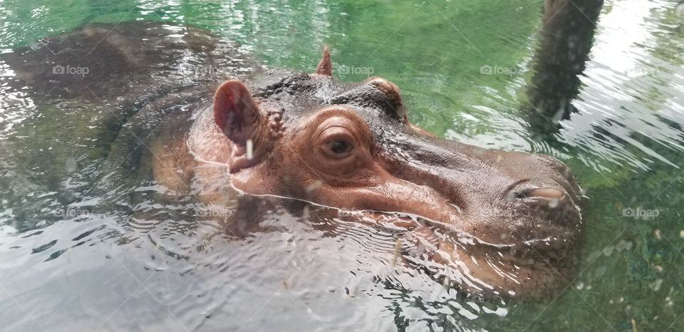 Amazing creature: hippo