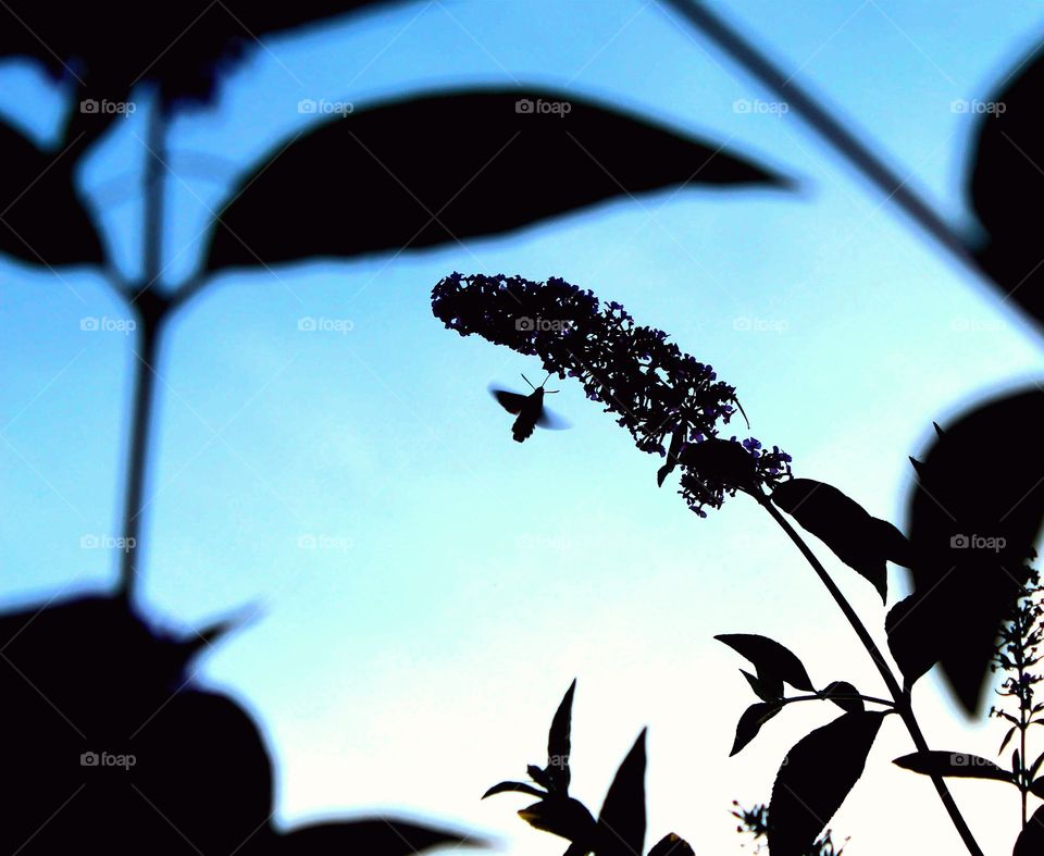 Hummingbird hawk moth