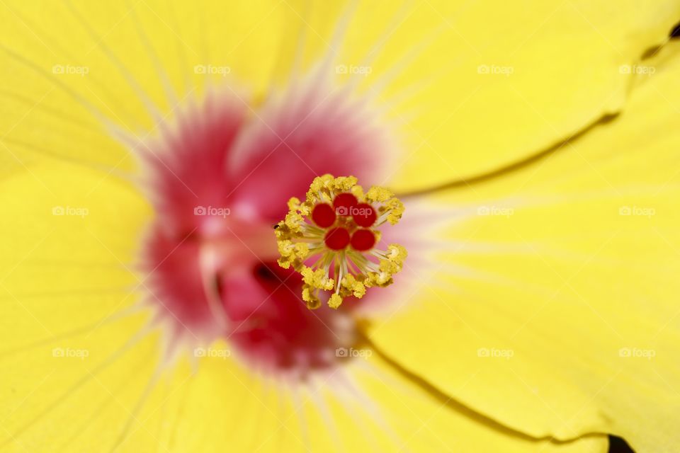 Vivid bright yellow tropical hibiscus flower macro closeup of stamens, pistils, calyx and pink center 