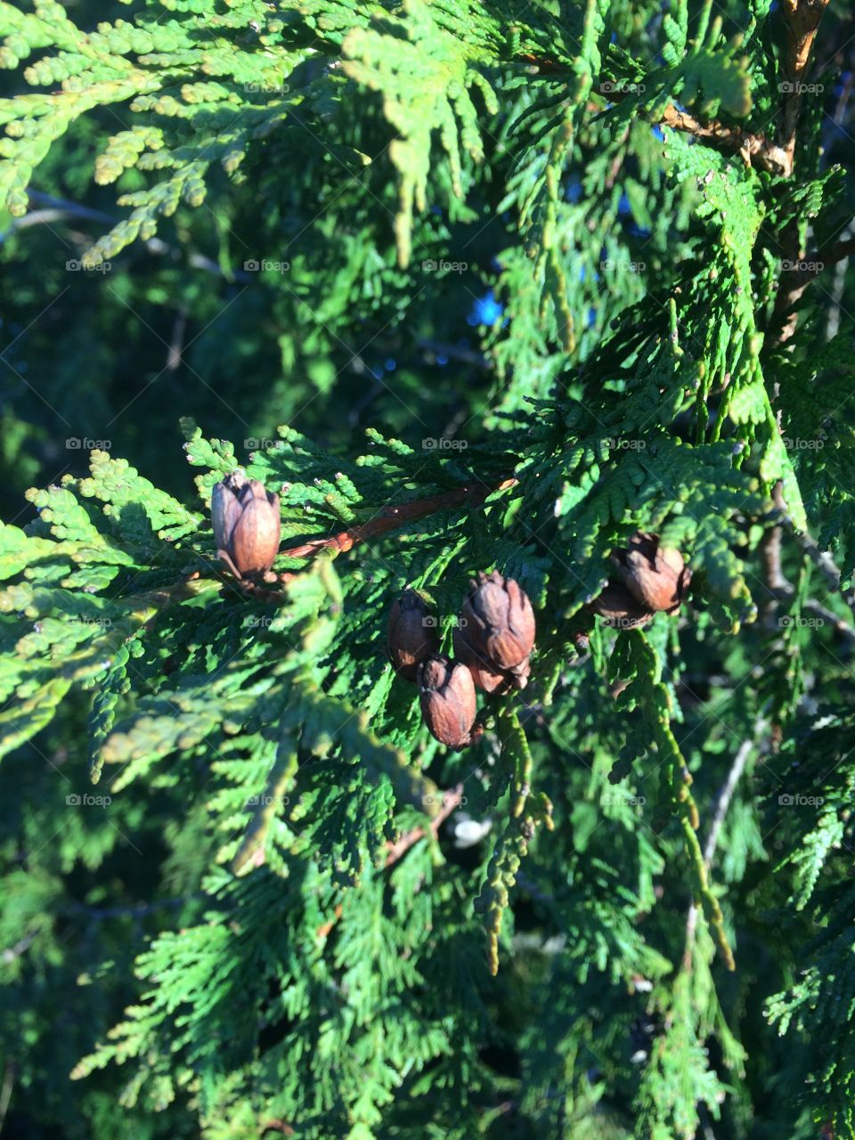 Cedar tree branches with buds 