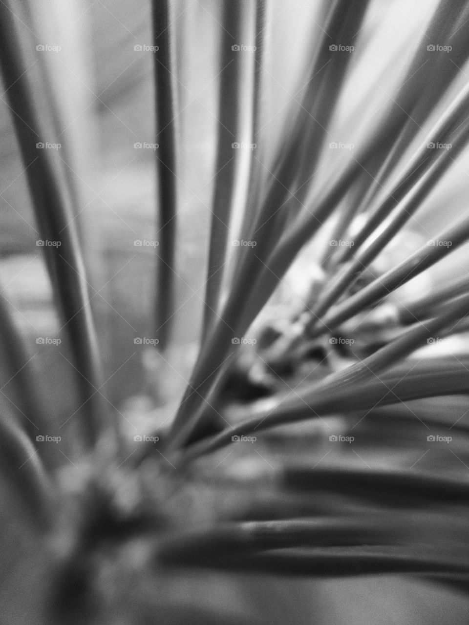 pine needles macro