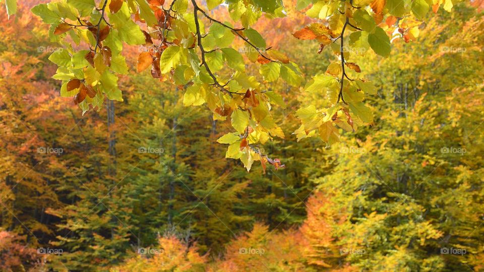 Autumn landscape