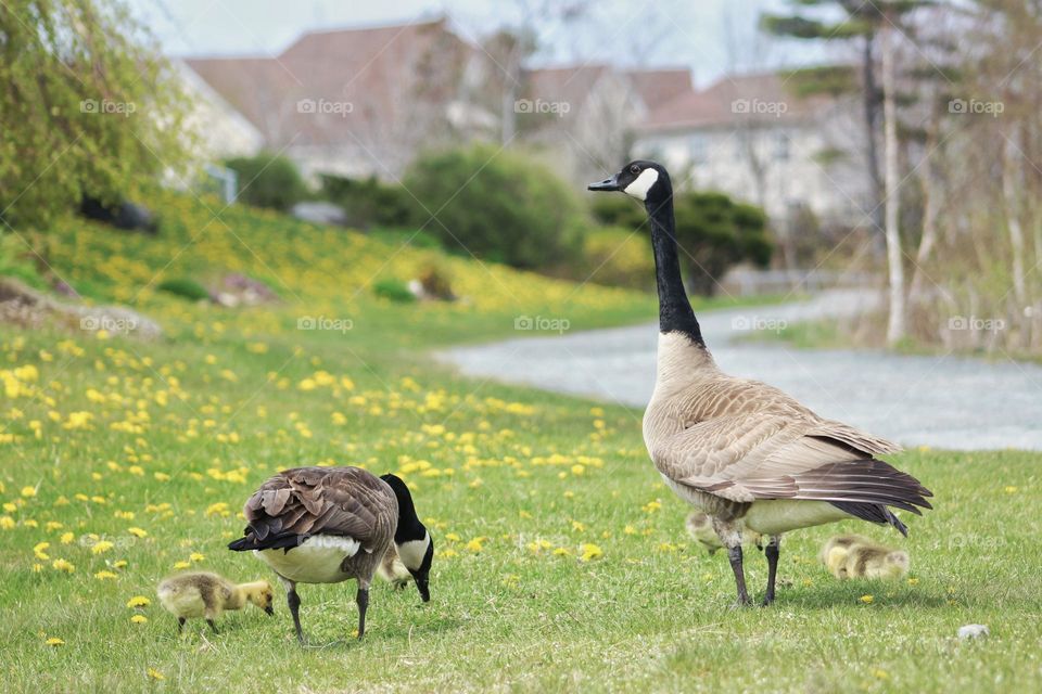 Canadian Goose family enjoying dandelions along a walking path in the city.