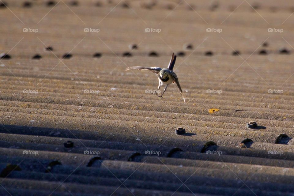 White wagtail landing on roof