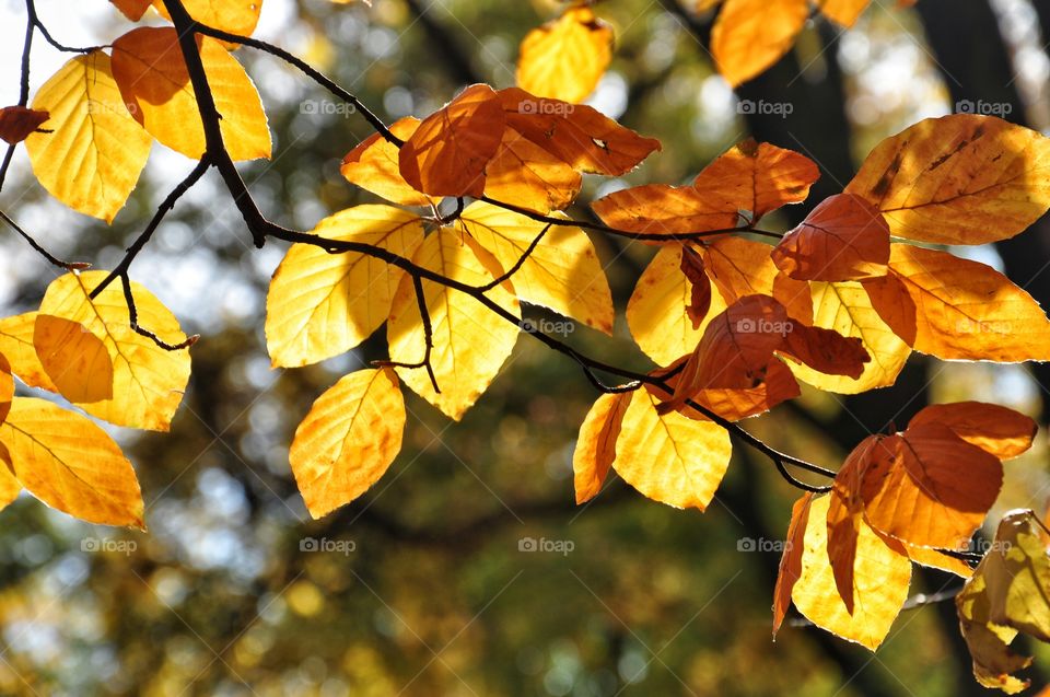 Leaf, Fall, Nature, No Person, Tree